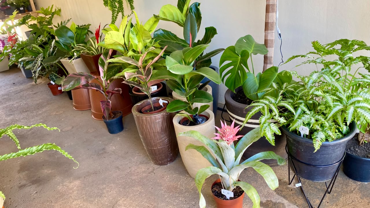 Arbor Shop reúne plantas e acessórios em novo espaço em Santo Antônio da Platina