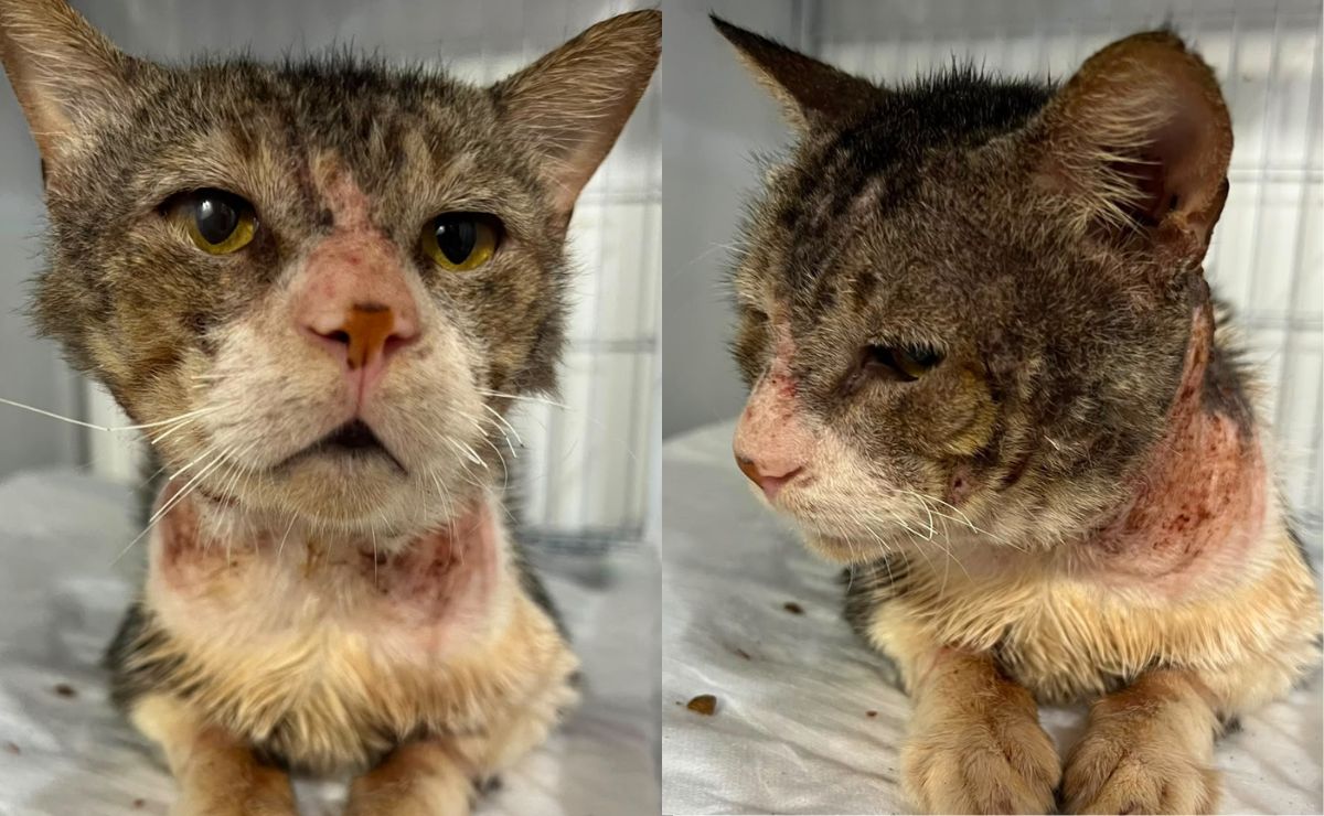 Cascavel confirma surto de esporotricose em gatos e orienta tutores