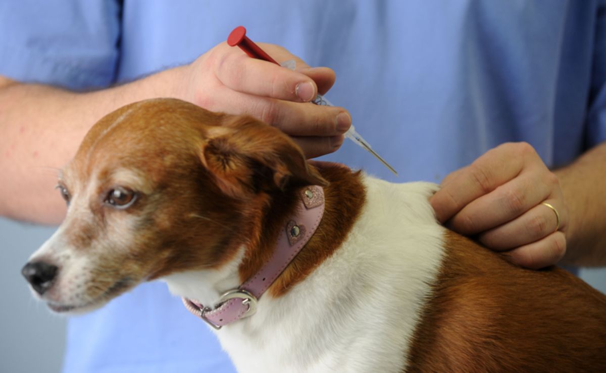 Curitiba abre 8 mil vagas para vacinação gratuita de cães e gatos em outubro