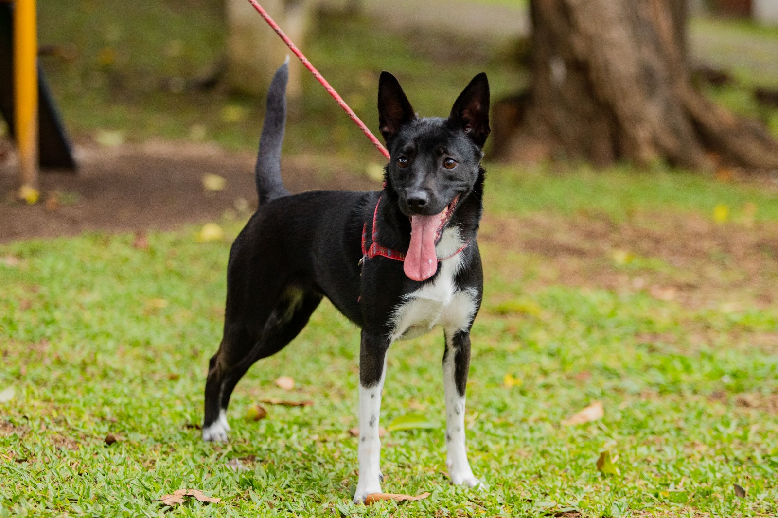 São José dos Pinhais terá mutirões gratuitos de castração para cães e gatos