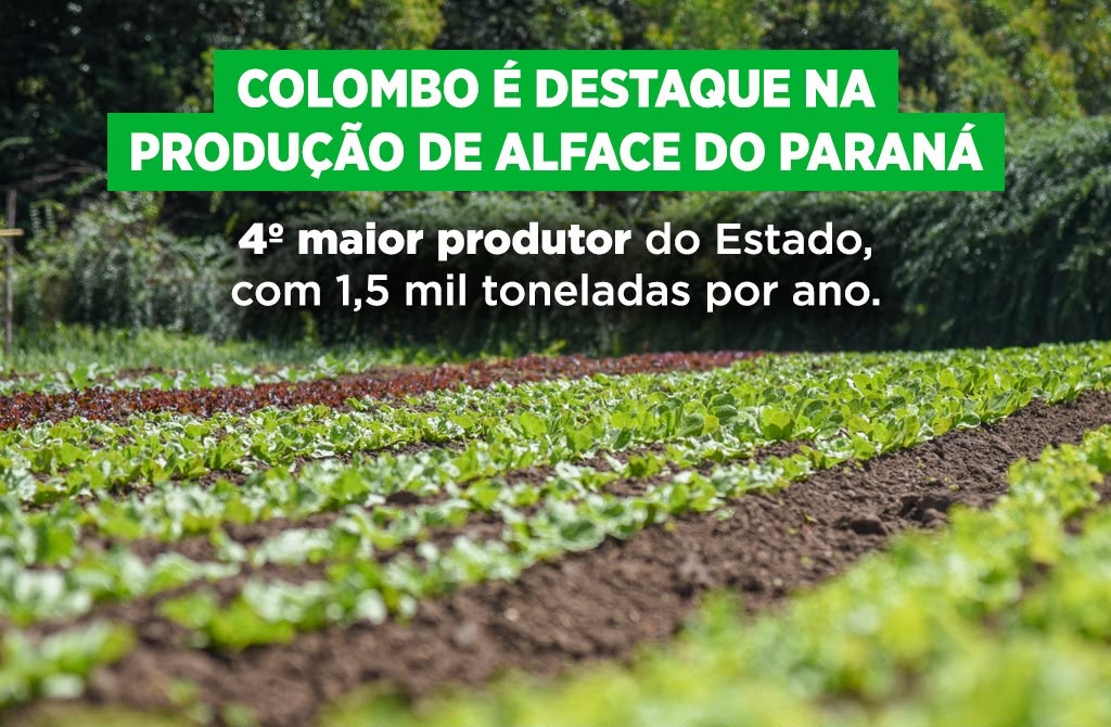 Colombo é o quarto maior produtor de alface do Paraná