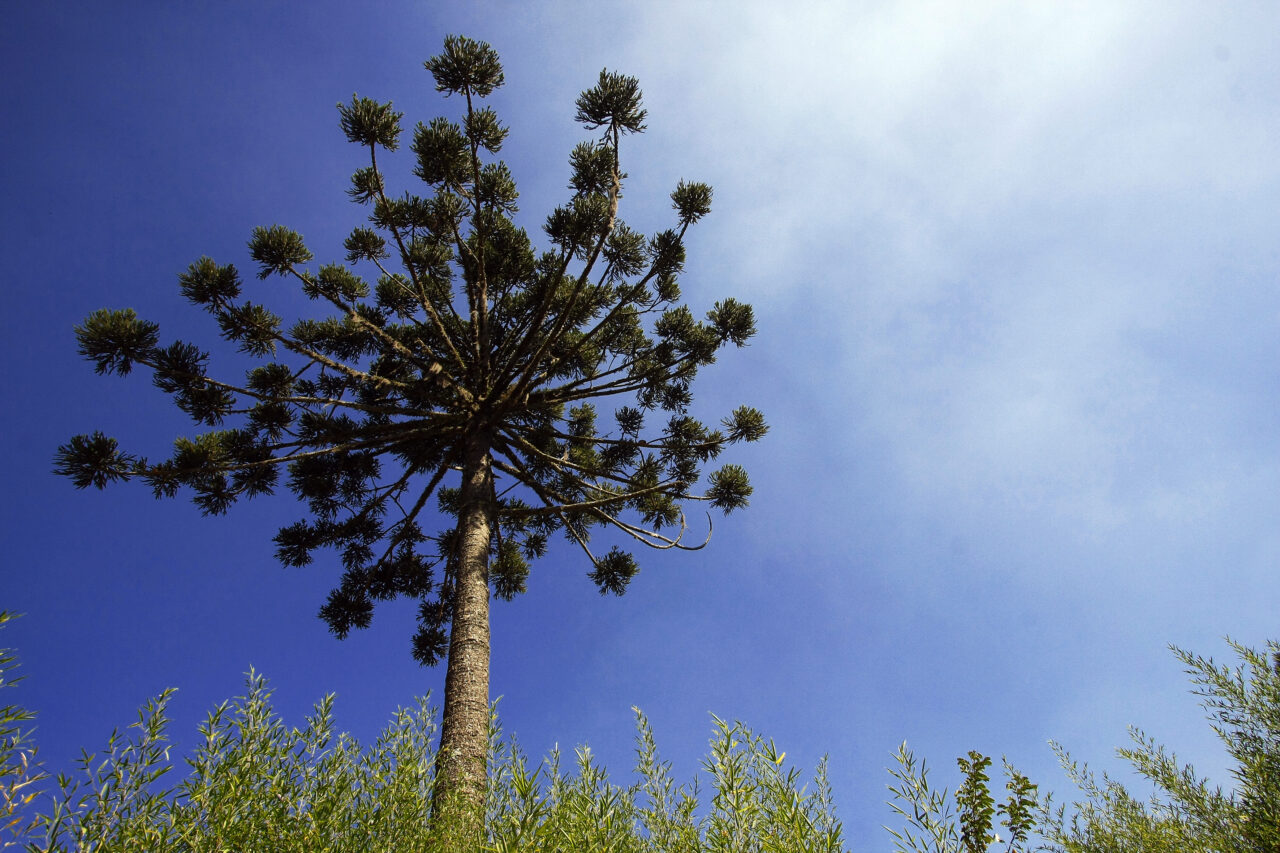 Araucária lançará projeto para valorizar produtos da economia criativa