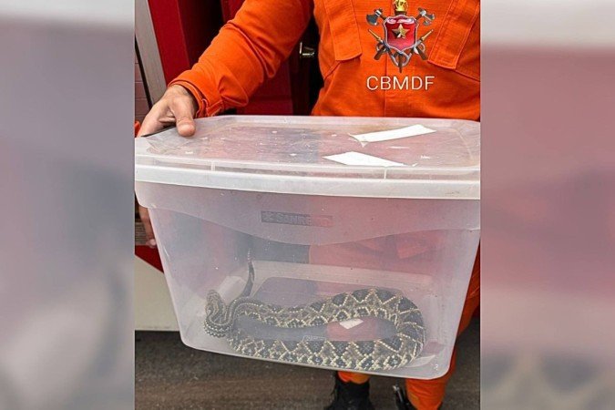 Bombeiros resgatam cobra cascavel em área de pedestres no Lago Norte