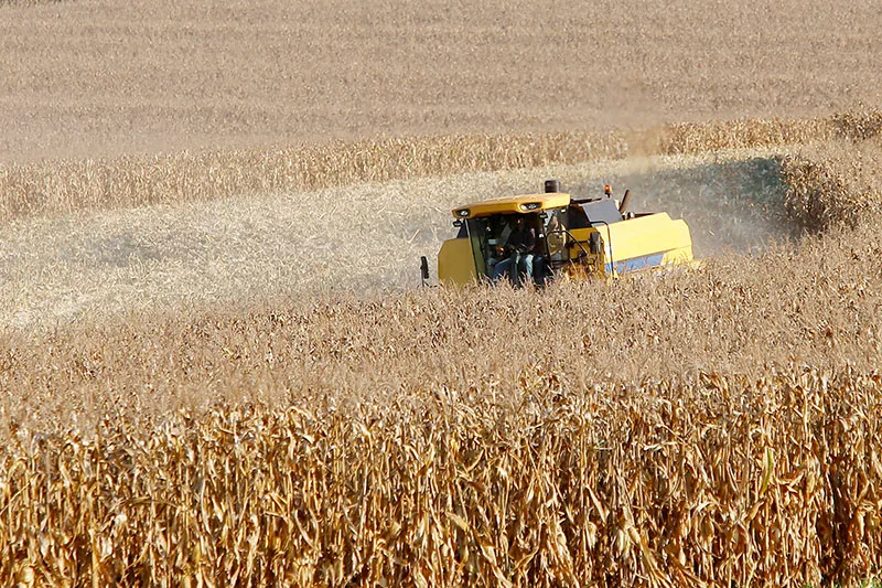 Palotina alcança a 6ª maior produção de milho do Paraná em 2025