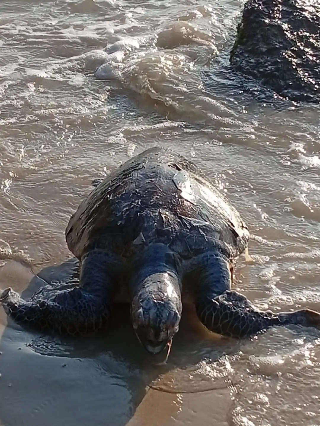 Niterói registra 91 tartarugas marinhas mortas entre janeiro e julho