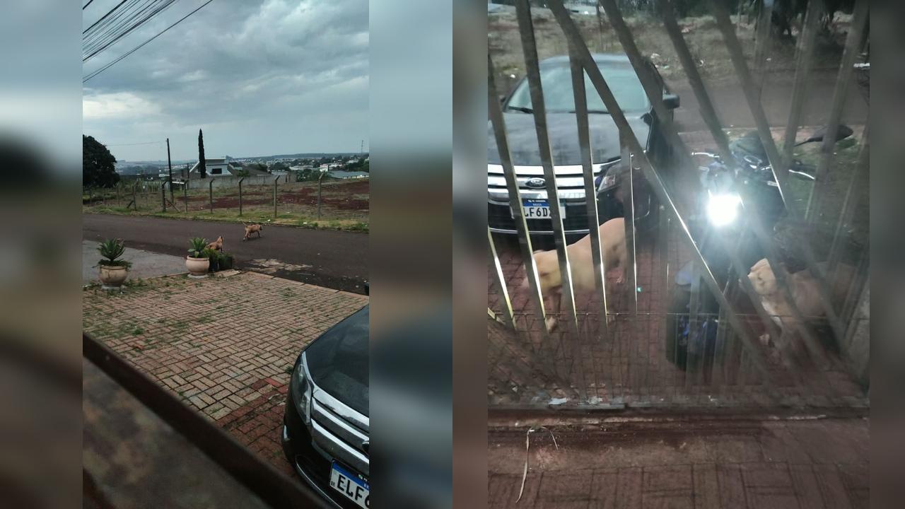 Dois pitbulls são encontrados soltos no Bairro São Cristóvão, em Cascavel