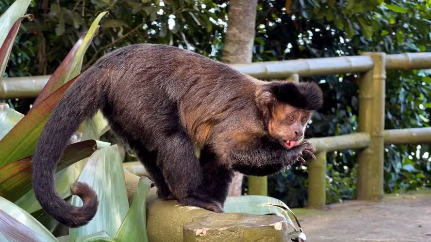 Macaco-prego é flagrado bebendo água em bromélia na Vista Chinesa