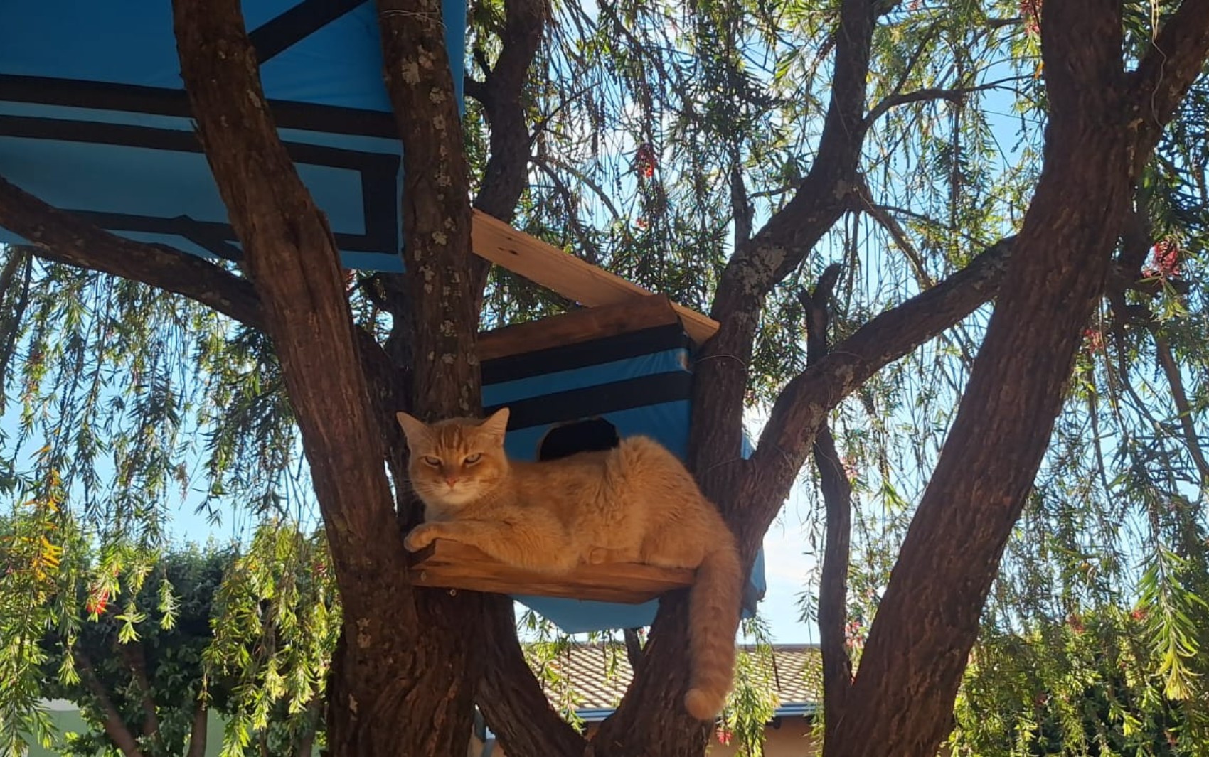 Gato comunitário morre atropelado, e motorista foge em Ribeirão Preto