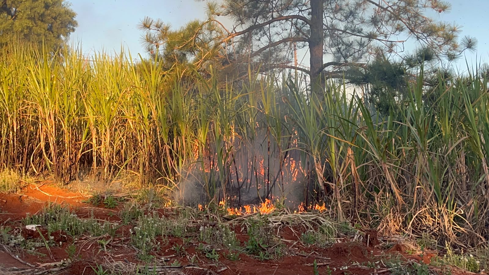 Incêndio atinge plantação de cana no bairro Esmeralda, em Cascavel