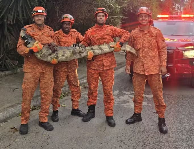 Bombeiros resgatam jacaré de quase dois metros em avenida de Niterói