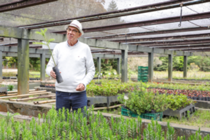 Horto da Barreirinha produz até 6 mil mudas de araucária por ano