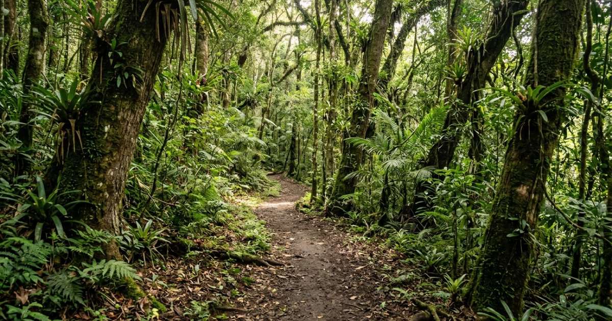 Morro das Andorinhas reúne mirantes com vistas para Itacoatiara e Itaipu