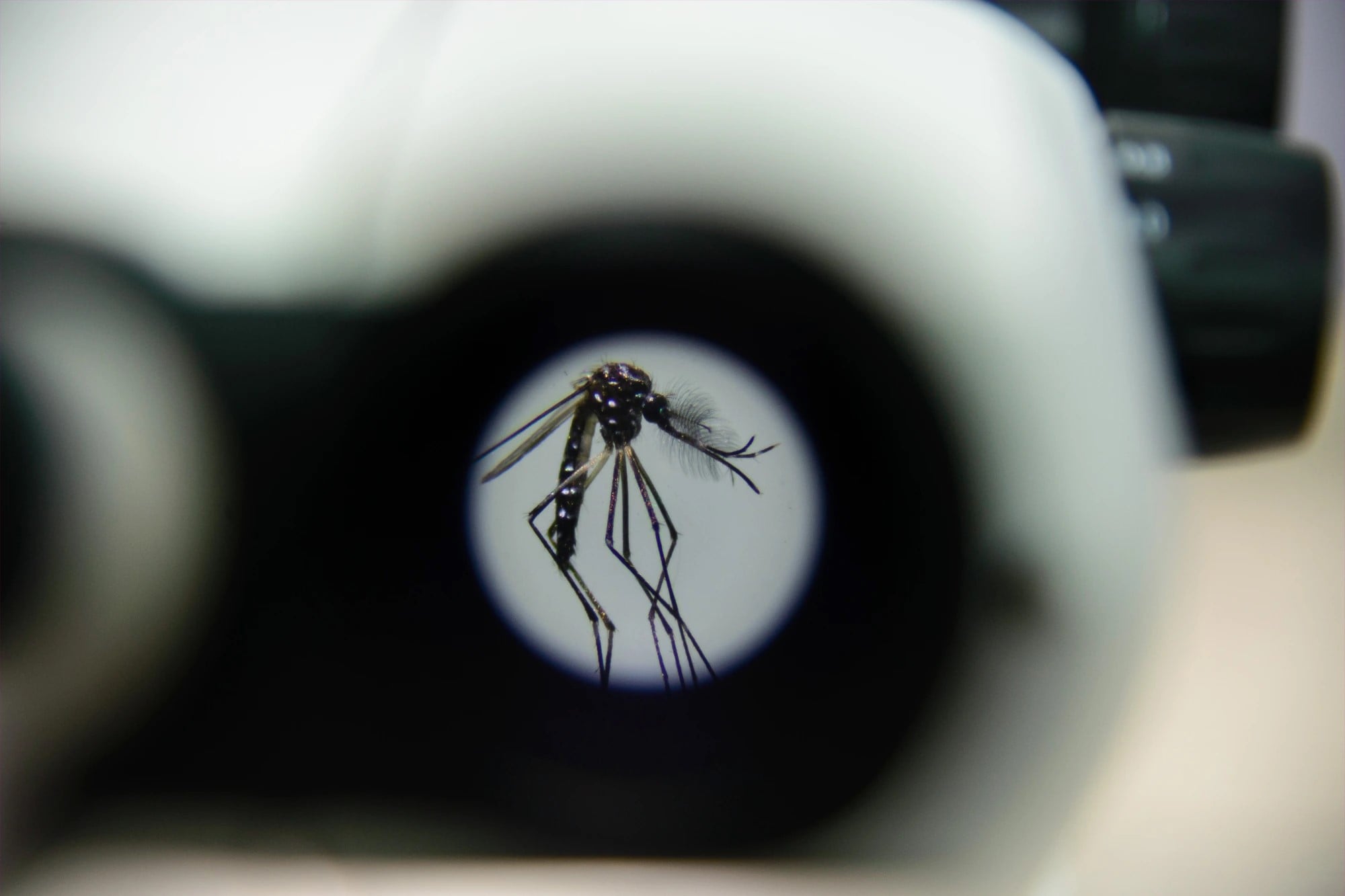 Cascavel começa a receber mosquitos com Wolbachia a partir de outubro