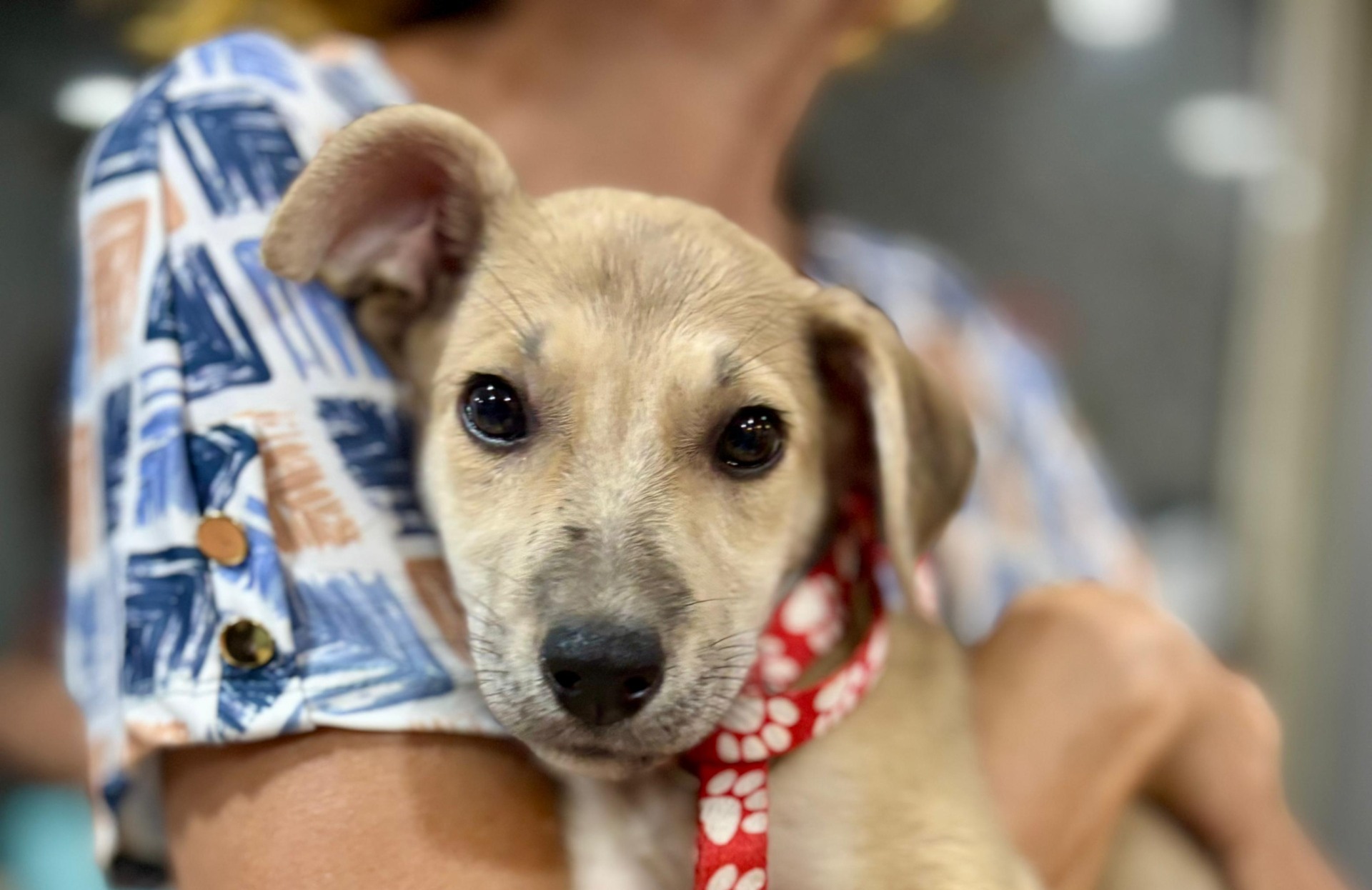 Feira de adoção pet acontece neste sábado no Multicenter Itaipu