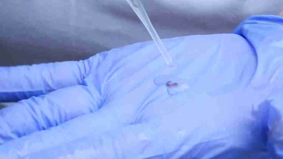 Cascavel inicia implantação do Método Wolbachia em 19 de outubro