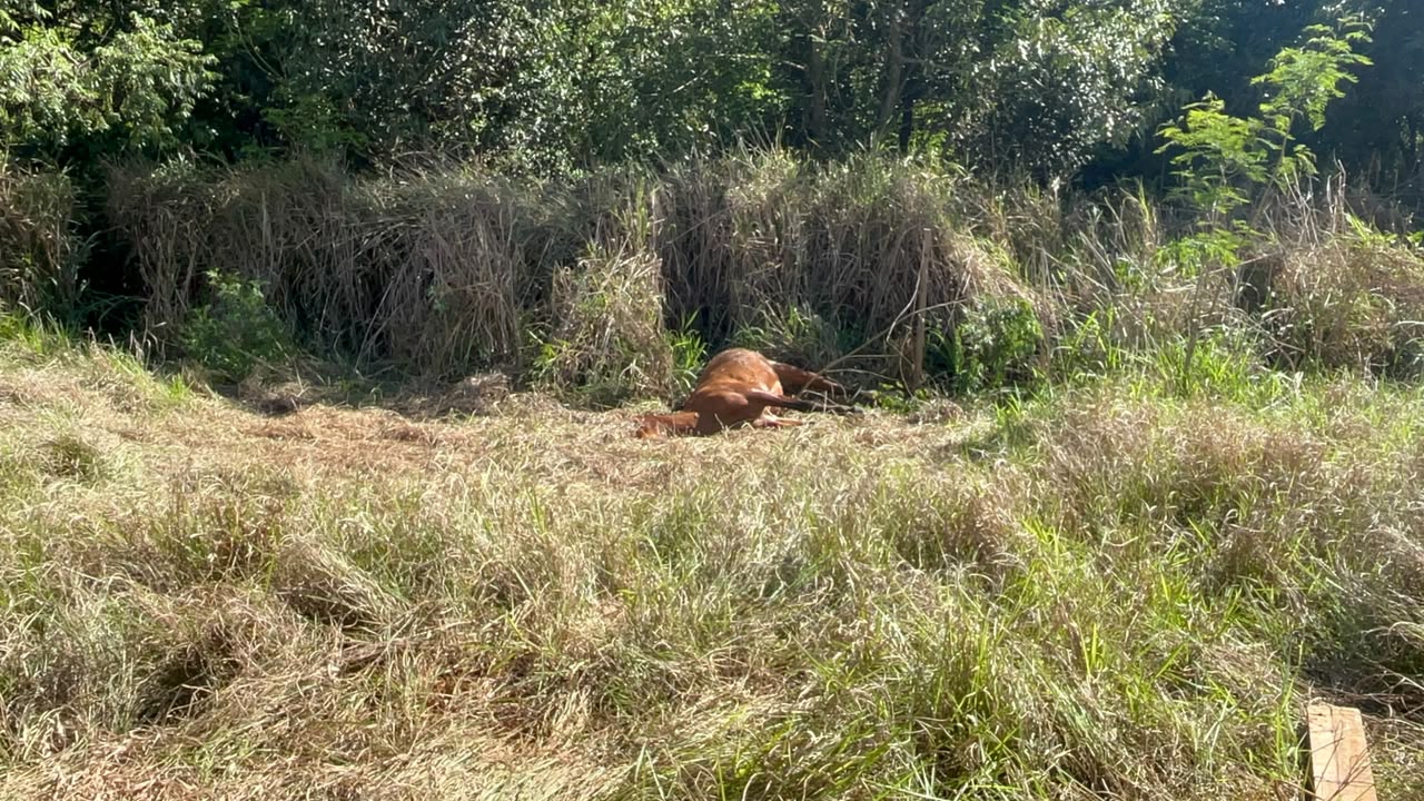 Cavalo morto é encontrado perto de escola no Bairro Santa Cruz, em Cascavel