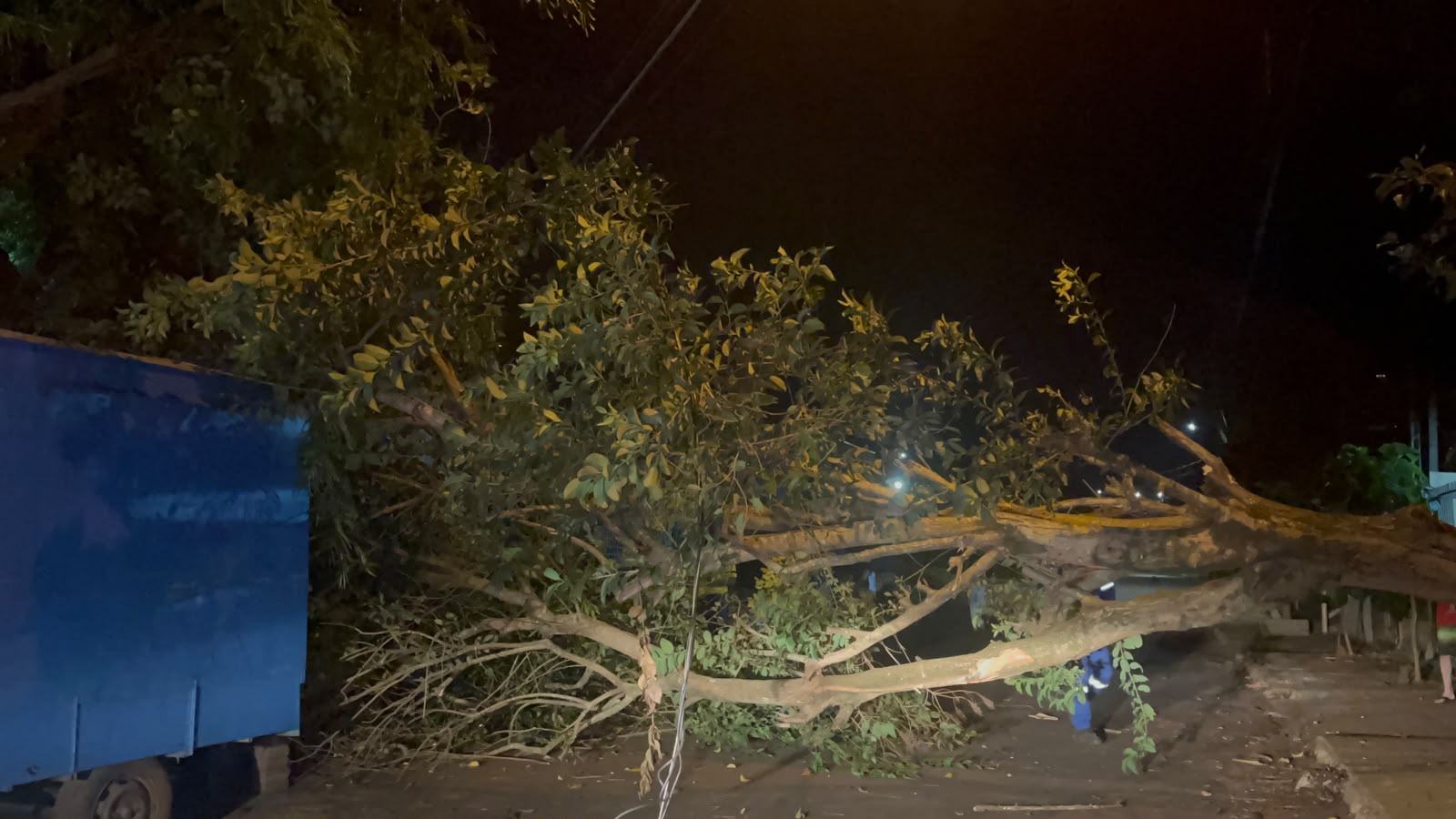 Árvore cai e bloqueia a Rua Padre Pedro Arrute, no Bairro Tarumã
