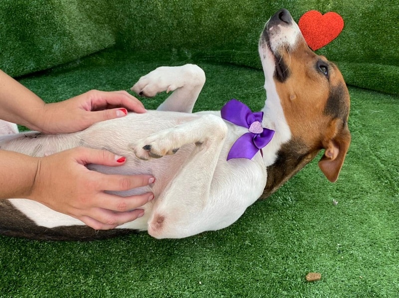 West Shopping realiza campanha de adoção de cães e gatos resgatados