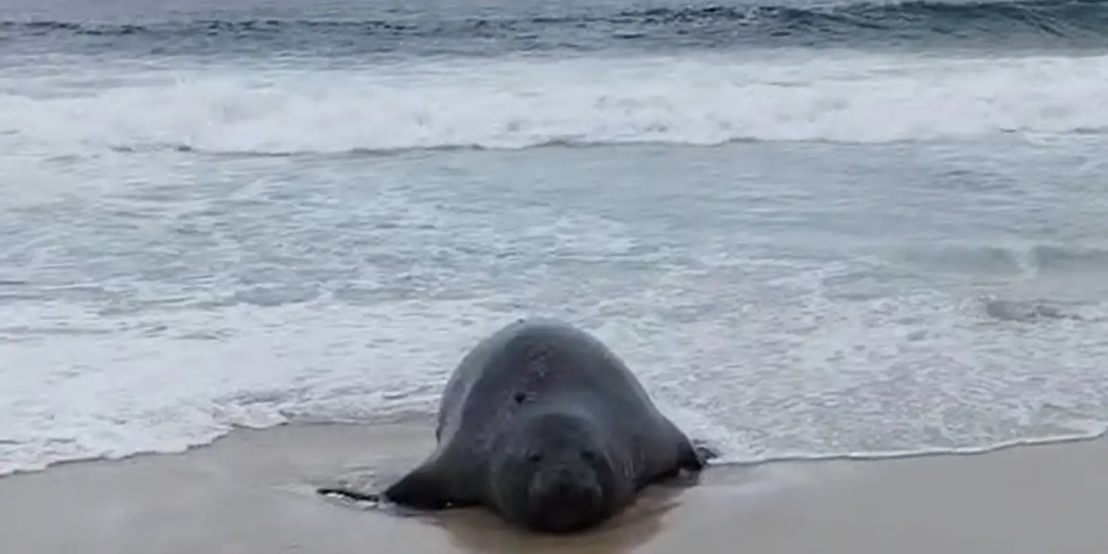Elefante-marinho é visto por banhistas na Praia de São Conrado