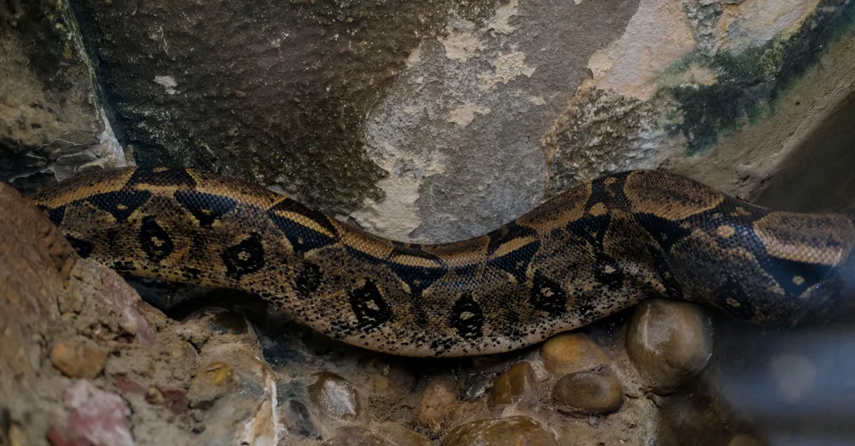 Ary Fontoura encontra jiboia na área externa de casa no Recreio