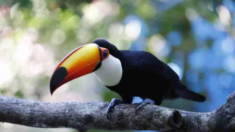 Zoológico de Cascavel ficará fechado neste sábado e domingo