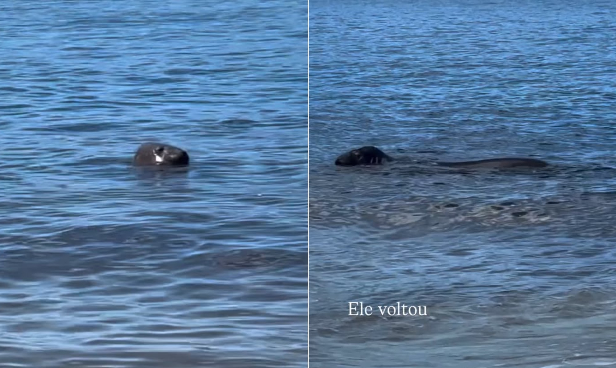 Elefante-marinho é visto próximo à orla de Icaraí, em Niterói