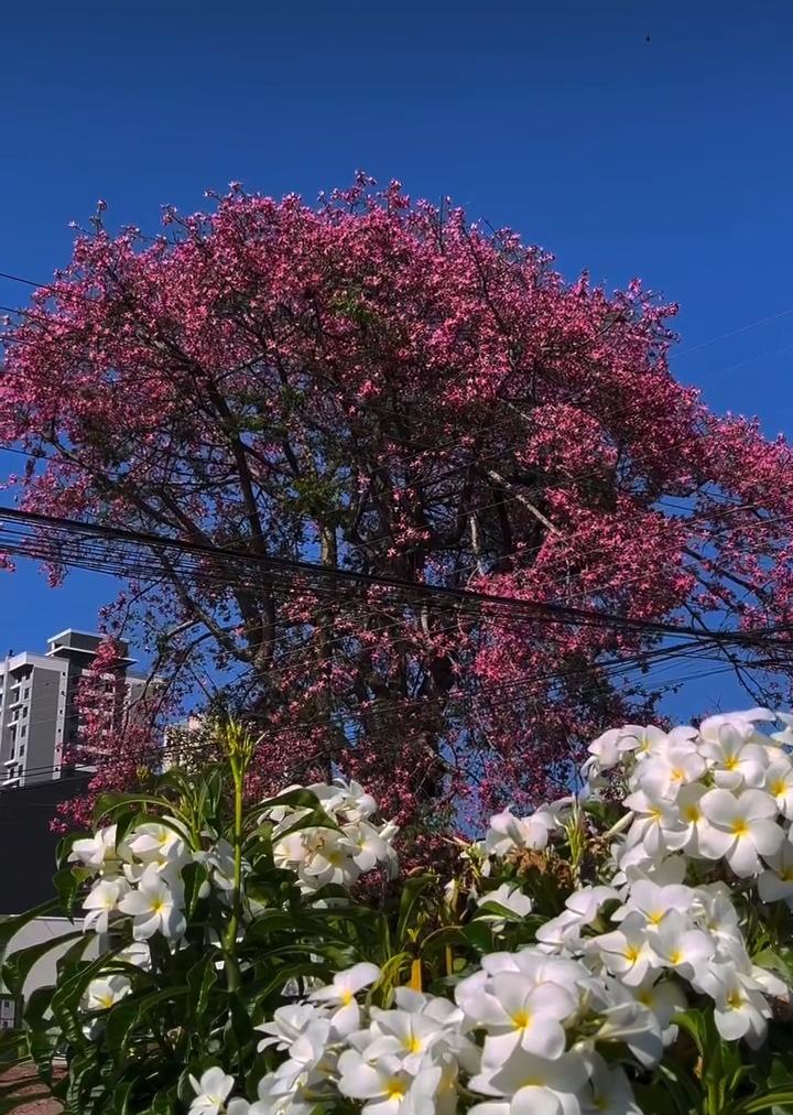 Cascavel tem manhã ensolarada e previsão de 22°C nesta segunda-feira