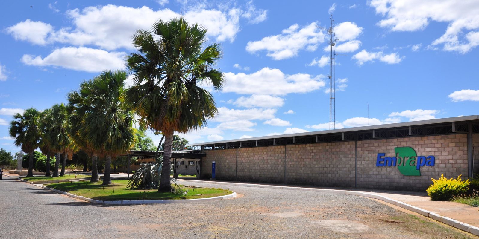 FAO designa Embrapa Florestas como Centro de Referência mundial