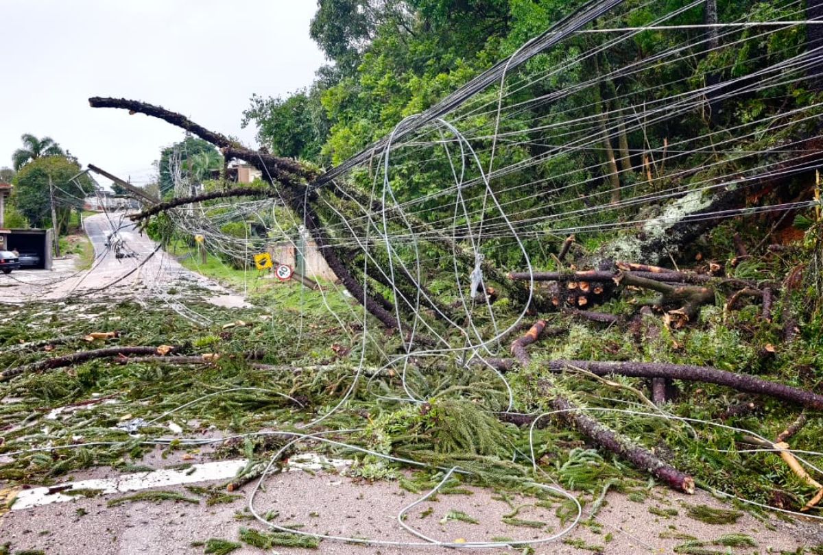 Araucária cai durante chuva e bloqueia rua no Parque Guairacá, em Curitiba