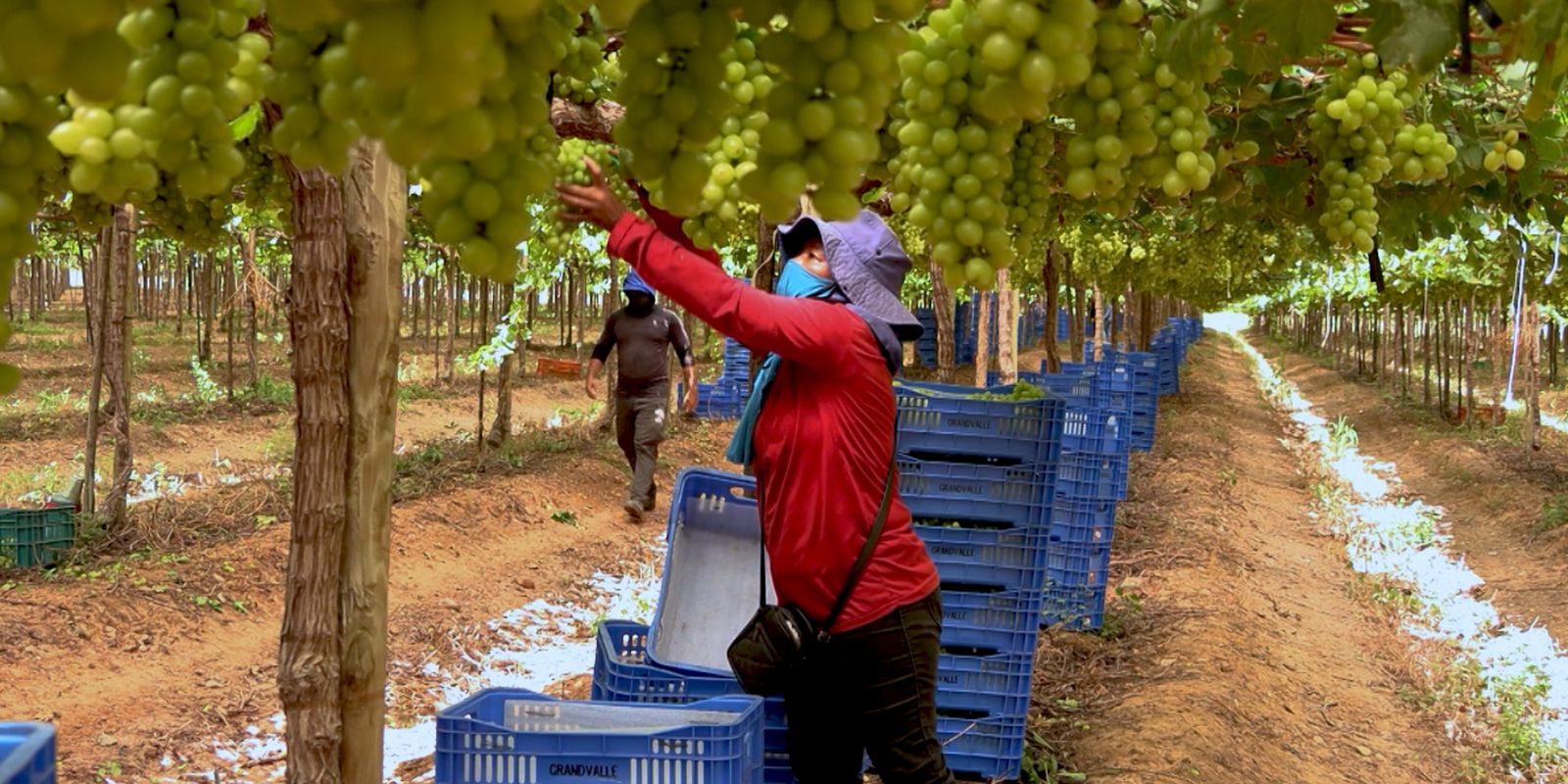 Estudo aponta exploração de trabalhadores na fruticultura brasileira