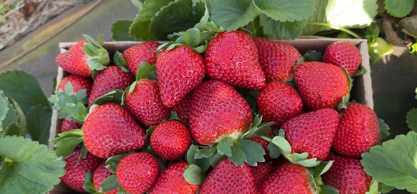 Família de Cascavel cultiva mais de 50 mil pés de morango